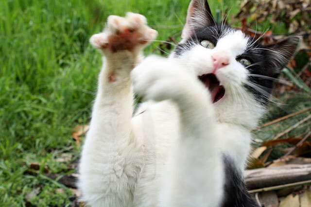 九游游戏中心-_快船队迎来全明星级表现，胜局已定_，快船几个全明星