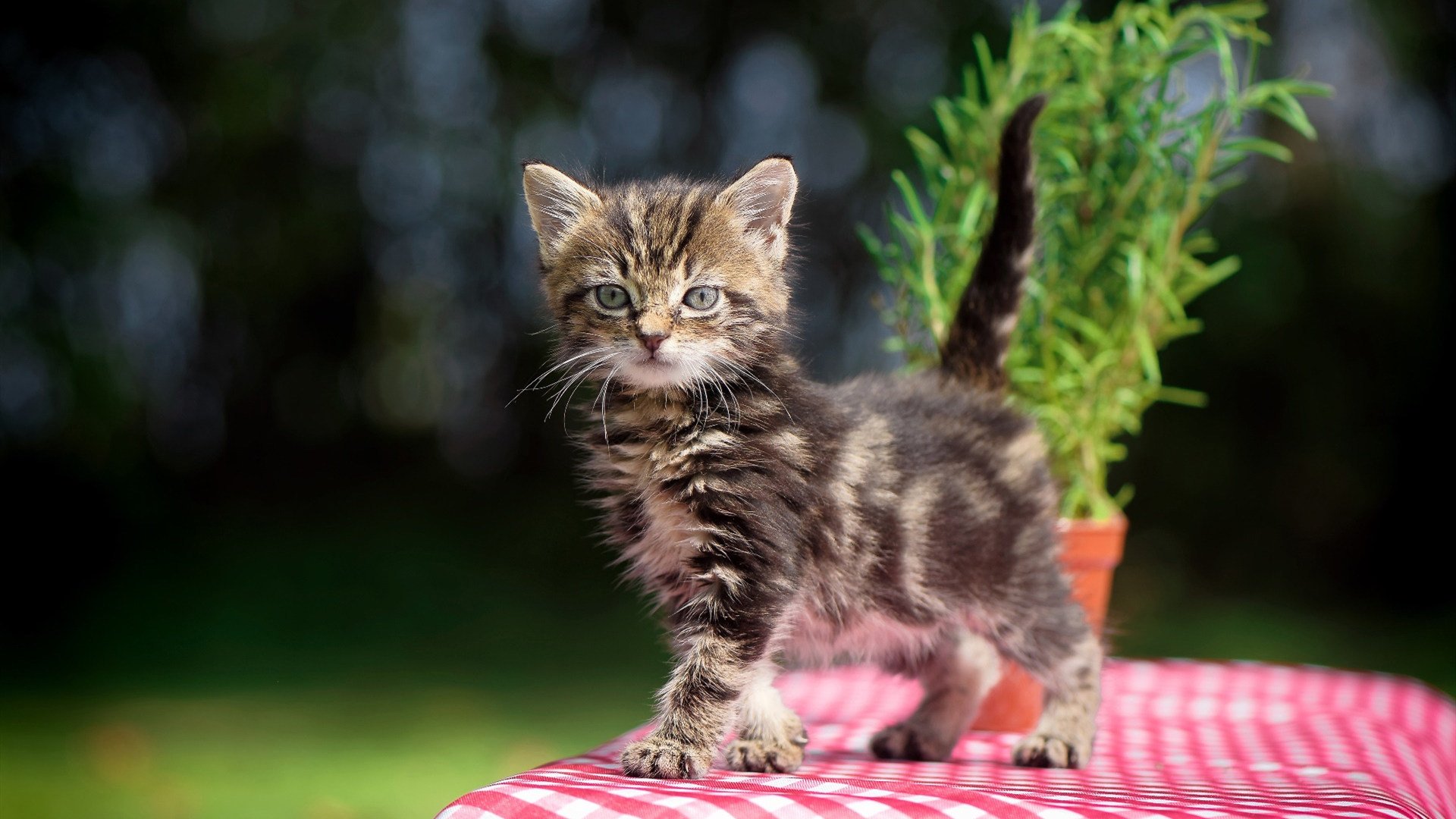 九游娱乐-“法国足球争霸战：豪门争锋，悬念不断”，搜索法国足球