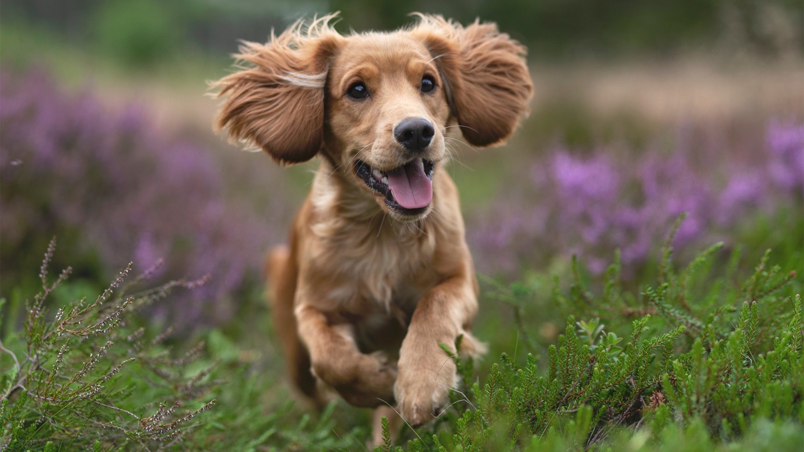 九游娱乐(jiuyou)官方网站-《电竞选手的日常:训练、休闲与生活点滴》,电竞选手peanut