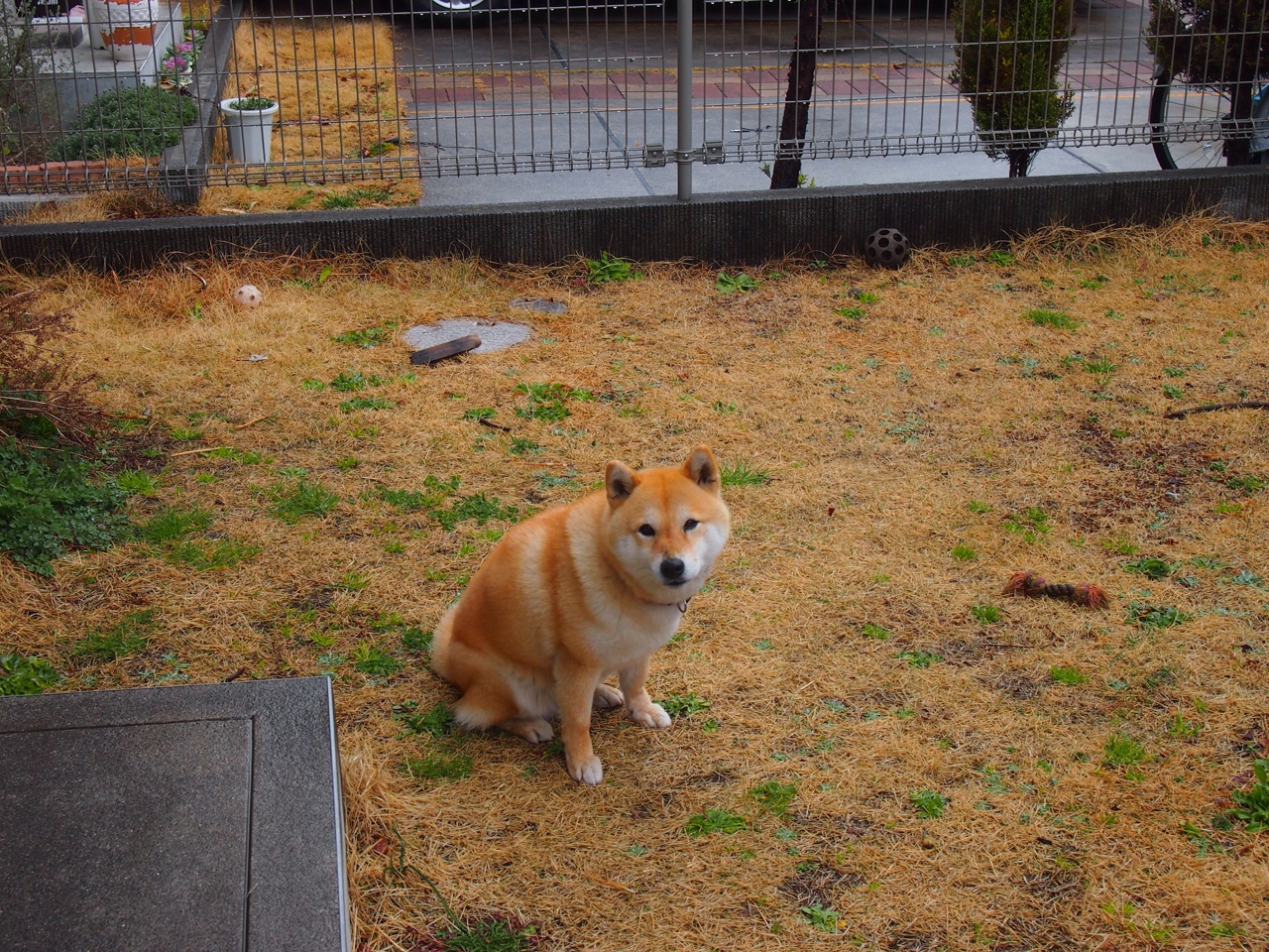 九游jiuyou-字母哥自掏腰包资助非洲青训项目，成篮球慈善先锋，字母哥非洲哪个国家