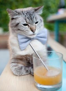 JiuyouAPP下载-球迷狂欢：疯狂应援背后的动人故事，疯狂球迷冲进球场