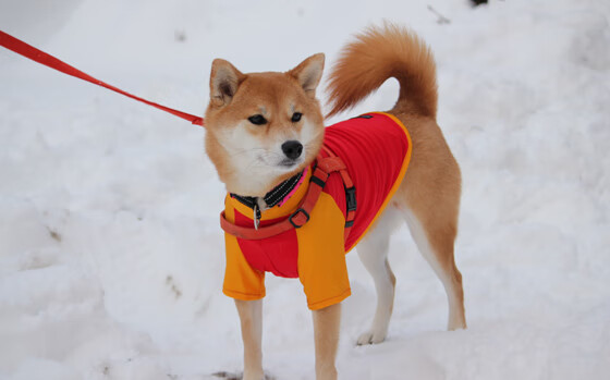 九游网-世界花样滑冰大奖赛,中国组合强势夺金,花样滑冰世团赛中国