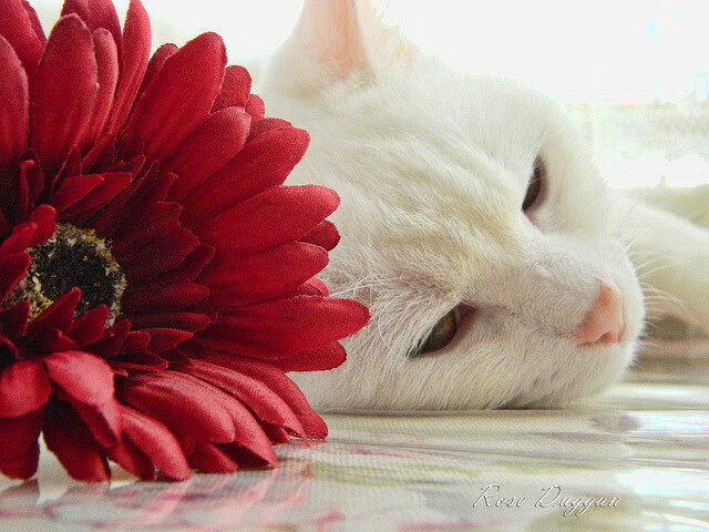 九游网游官网-利物浦主场迎战沃特福德，犀利进攻难敌，利物浦对战沃特福德