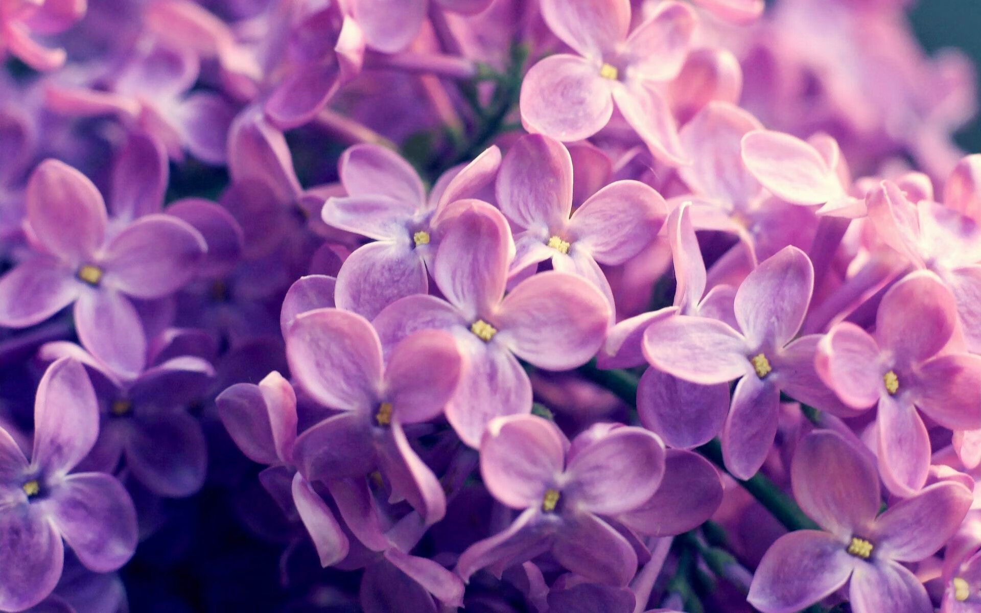 JiuyouAPP下载-多特蒙德铁血誓师，欧冠之巅终将属于他们，多特蒙德欧冠亚军阵容