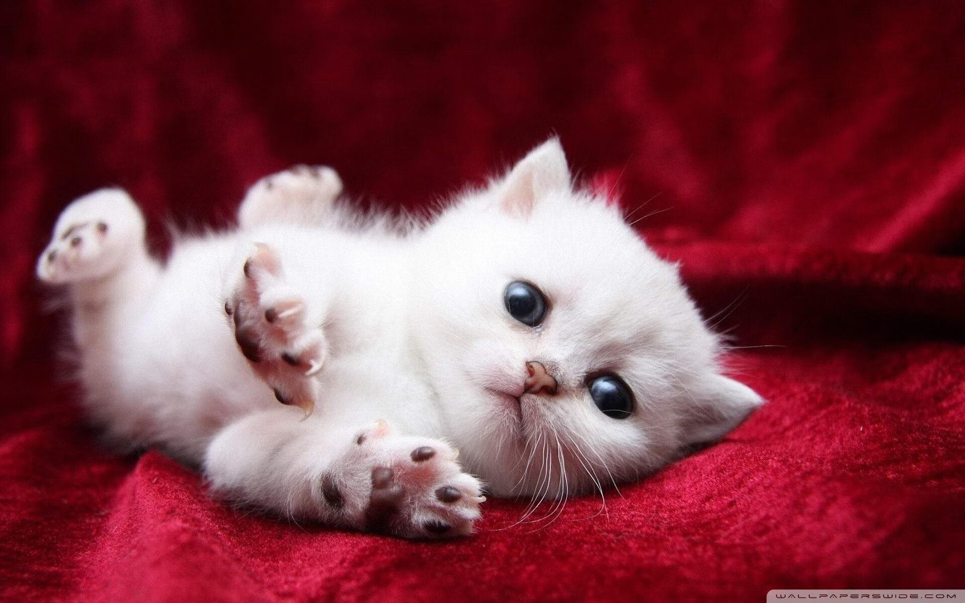 Jiu You-美网男单八强对决，阿尔卡拉斯淘汰梅德韦杰夫，美网男单八强对阵 新闻