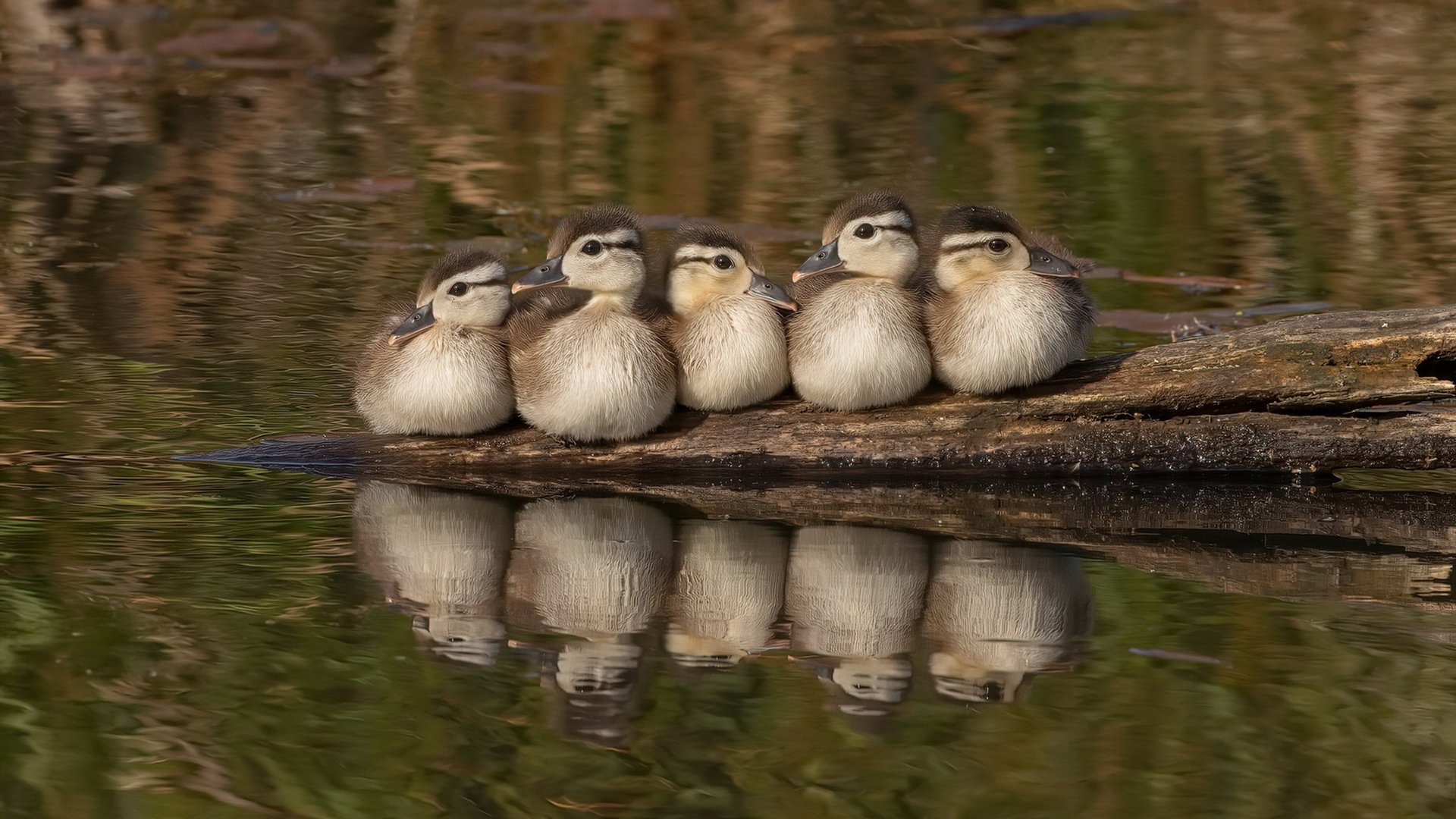 九游sports-阿斯顿维拉主场2-1战胜切尔西，状态回暖，阿斯顿维拉对阵切尔西