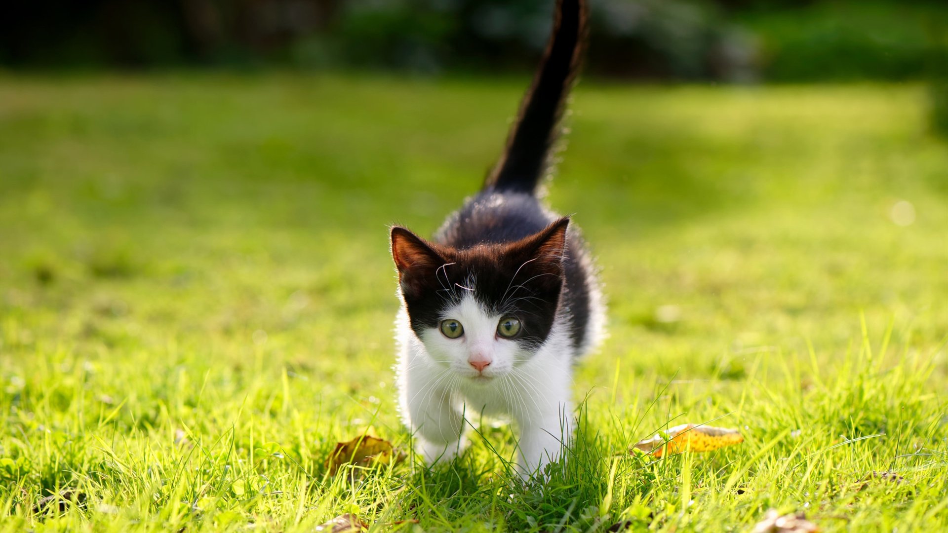 九游jiuyou-首尔FC遇上对手状况不佳,或有机可乘,首尔fc首发