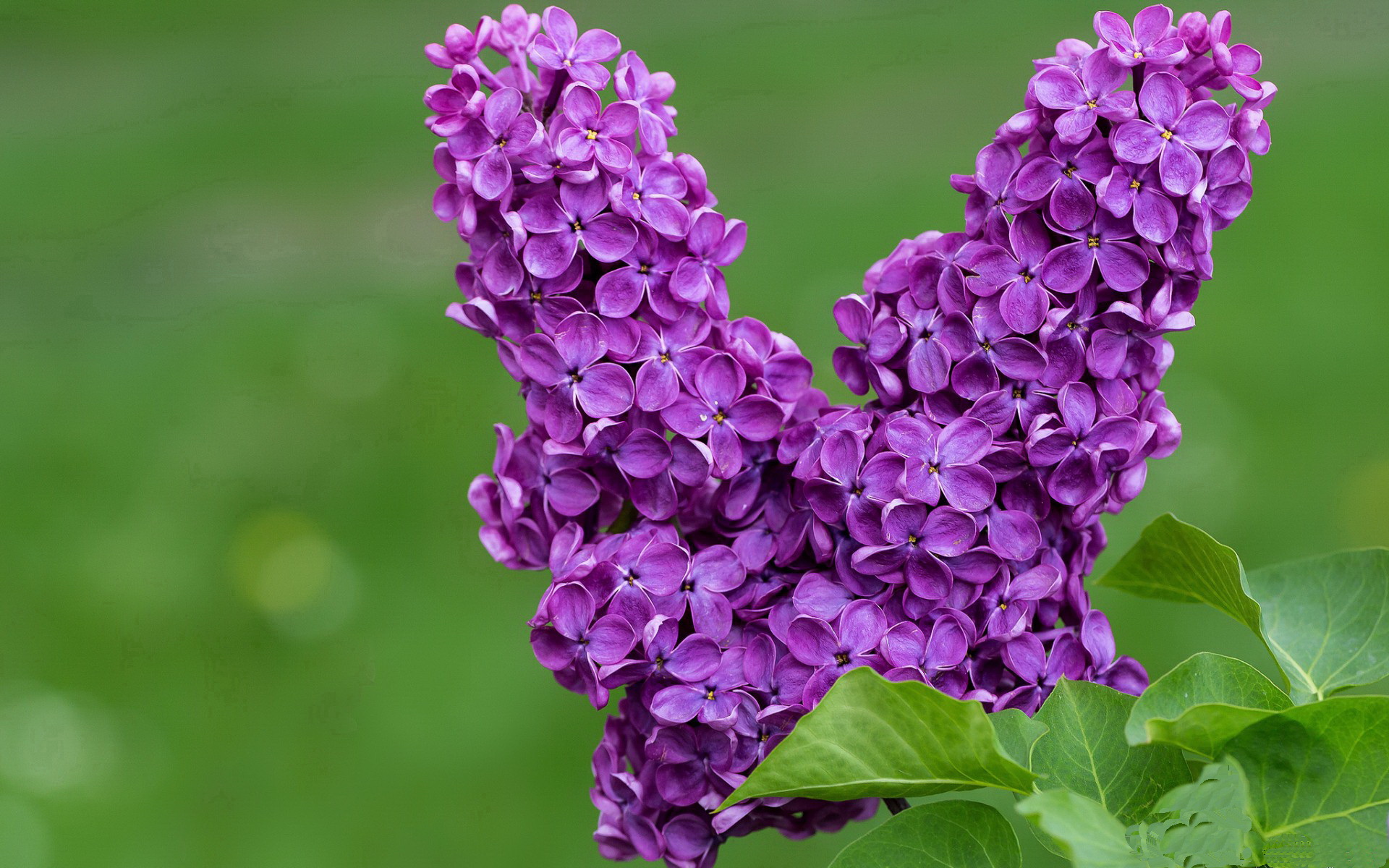 九游娱乐APP-马赛前锋连续进球,球队士气高涨,马赛足球队最新新闻