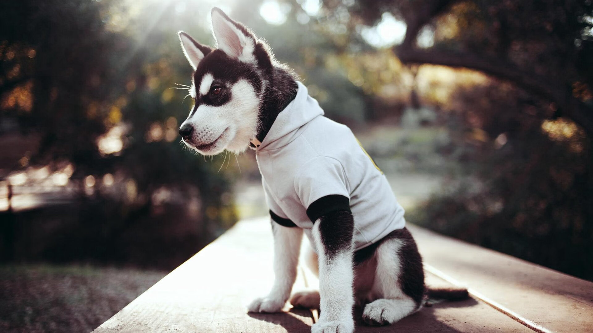 九游娱乐官网 (jiuyou)-西甲球队利用热区分析调整防守站位,西甲最新用球