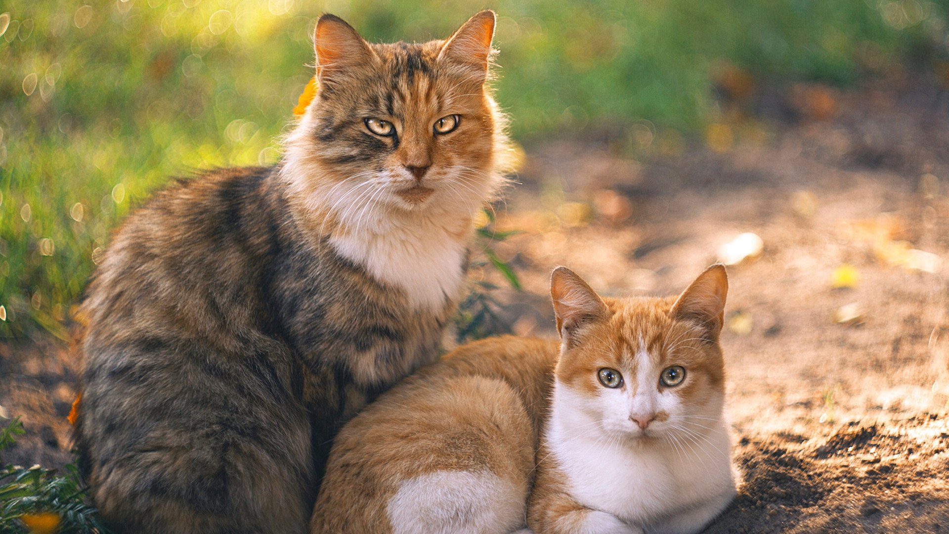 九游电脑版-庞蒂100米蝶泳决赛表现抢眼，100蝶泳冠军