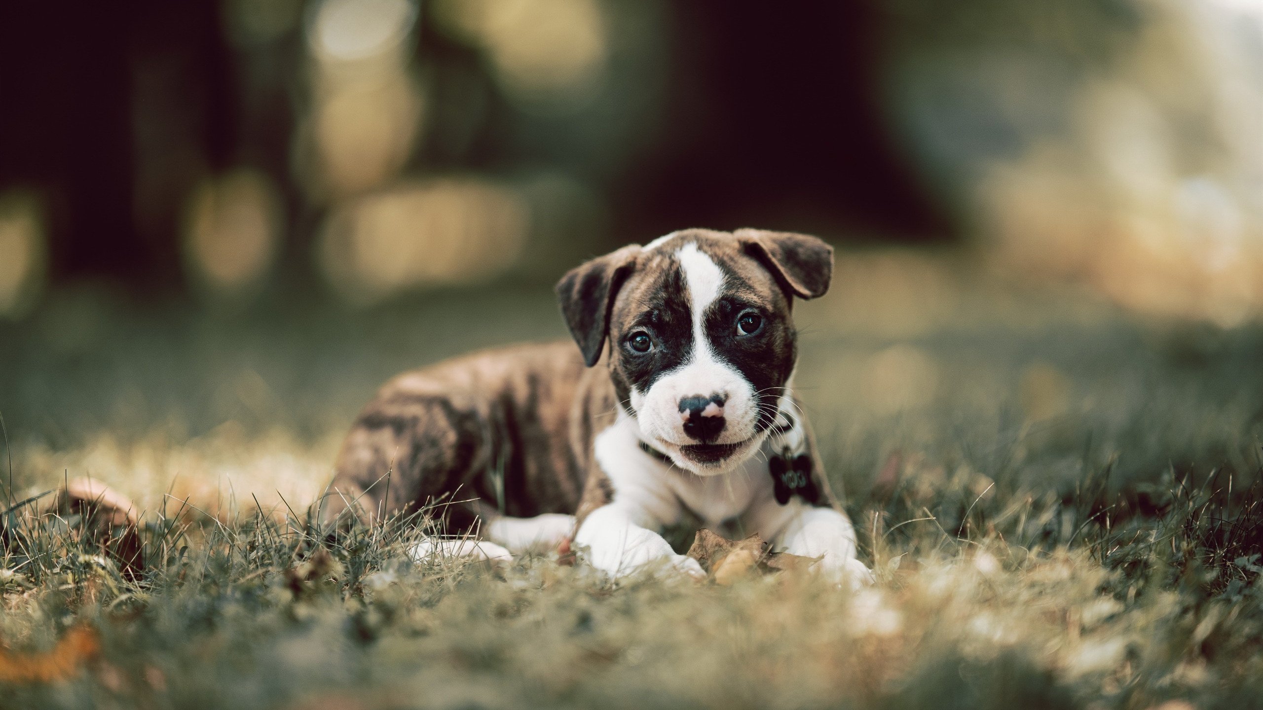 九游官网pc-新规则正式实施球员与裁判适应期成为比赛控制的关键，规定裁判员与谁一起控制比赛